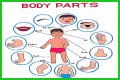 Body part with a pupil