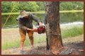 Cut down as a tree limb
