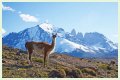 Wildlife in Patagonia: 20 Amazing Species